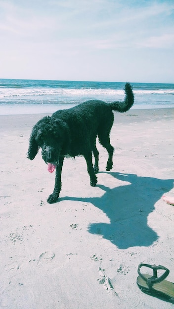 Perro mojado caminando por la playa contra el cielo