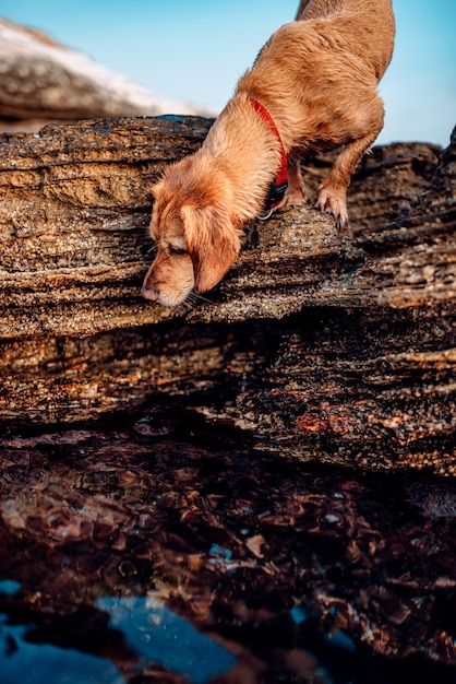 Perro mojado pasear por la playa rocosa