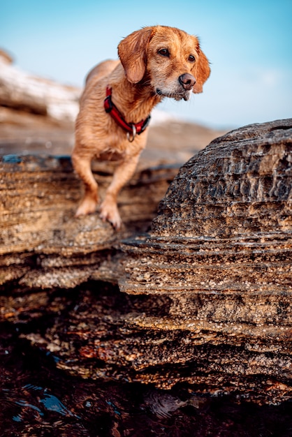 Perro mojado pasear por la playa rocosa