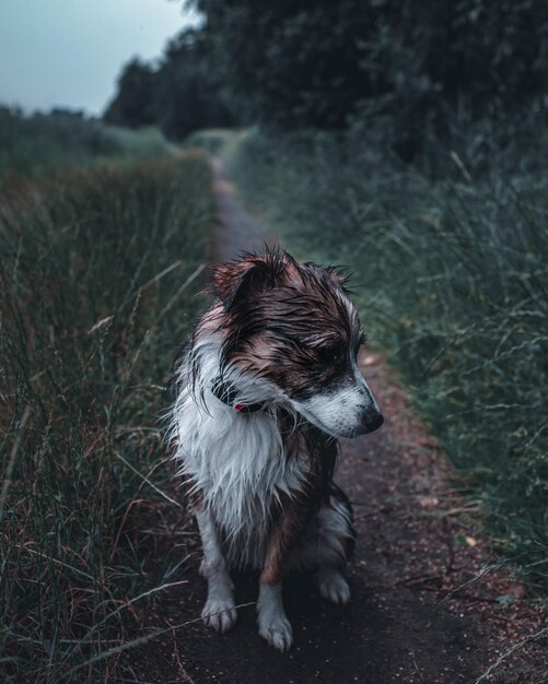 Foto perro mojado de pie en el campo