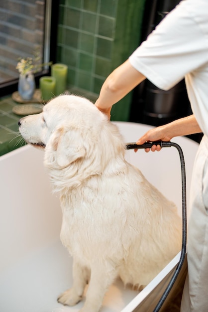 Perro mojado durante los procedimientos de lavado en la bañera.