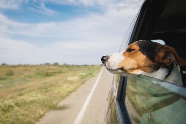 el perro monta en el coche