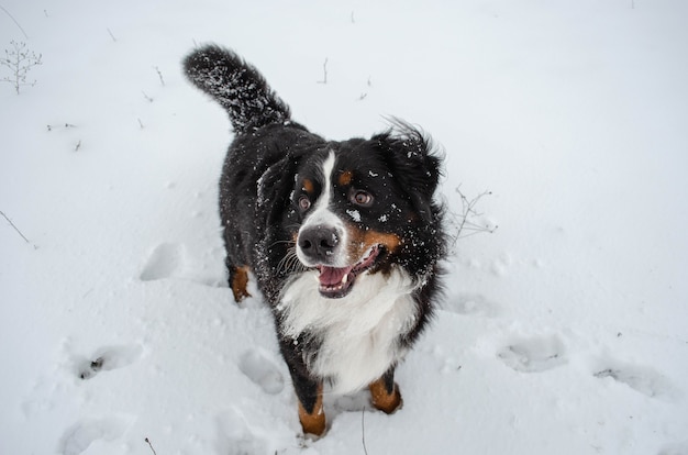 Perro de montaña de Berna jugando en la nieve.