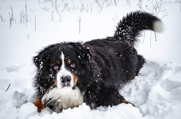 Perro de montaña de Berna jugando en la nieve.