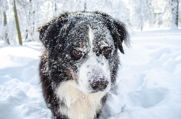 Perro de montaña de Berna jugando en la nieve.