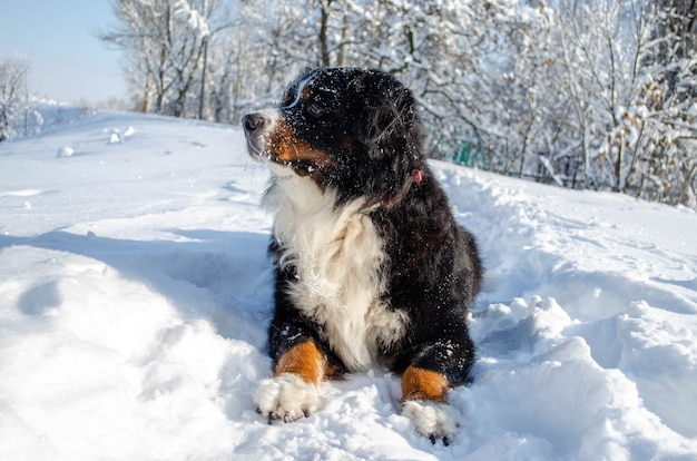 Perro de montaña de Berna jugando en la nieve.