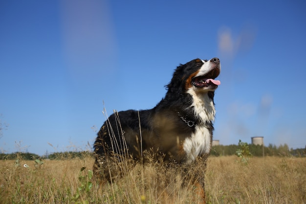 Perro de montaña de Berna de pie en el campo amarillo y mirando a otro lado