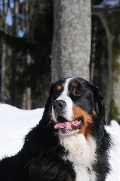 Foto perro de montaña de berna