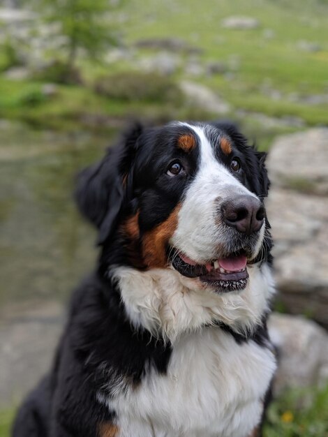 Perro de montaña de Berna