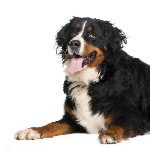 Perro de montaña bernés con 5 años. Retrato de perro aislado