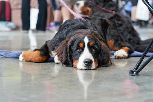 Perro de montaña bernés aburrido y cansado tendido en el suelo de hormigón interior.