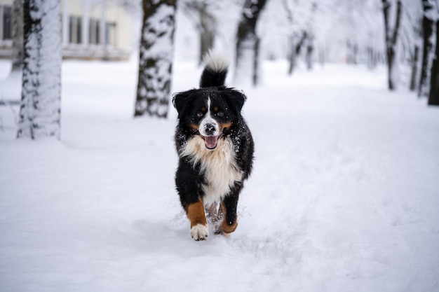 Perro de montaña bernés cubierto de nieve caminando por los grandes ventisqueros. mucha nieve en las calles de invierno