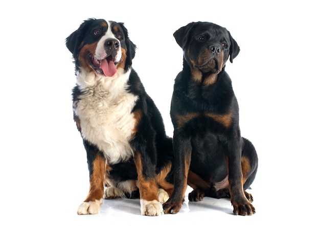 perro de montaña bernés y rottweiler