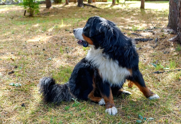 Perro de montaña bernés tirado en la hierba durante el día de otoño.