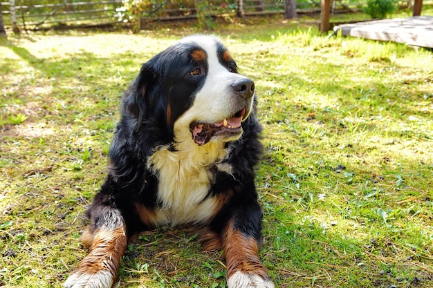 Perro de montaña bernés tirado en la hierba en un día soleado