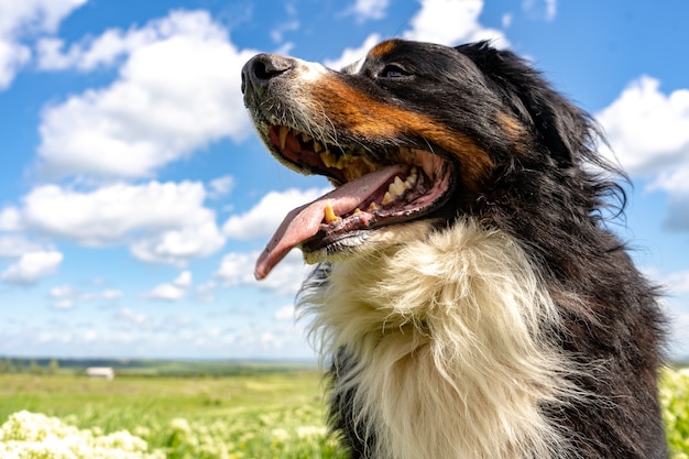 Perro de montaña de Bernese sentado en una hierba verde, lengua afuera, cielo azul, nubes