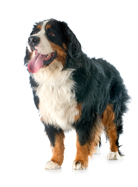 perro de montaña bernese