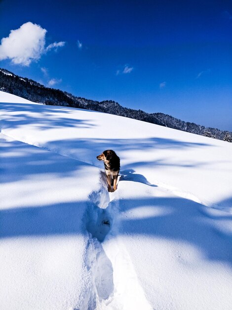 Foto perro en una montaña cubierta de nieve contra el cielo