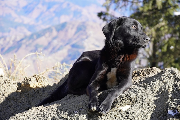 Un perro en la montaña hermoso perro negro.