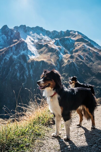 Foto perro en la montaña