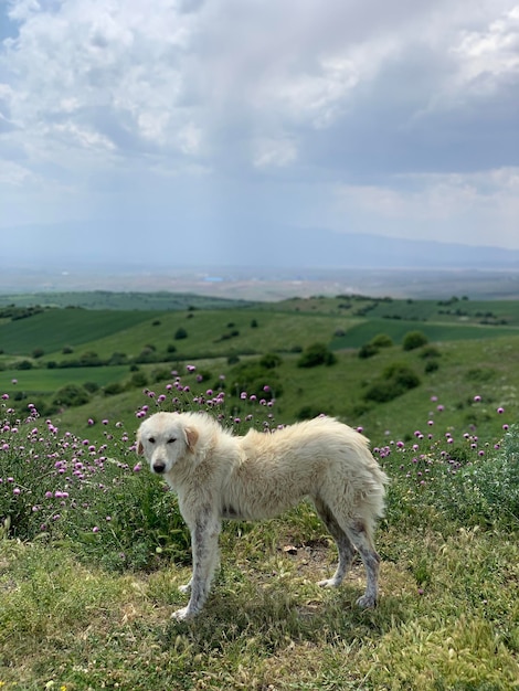 Foto perro en la montaña