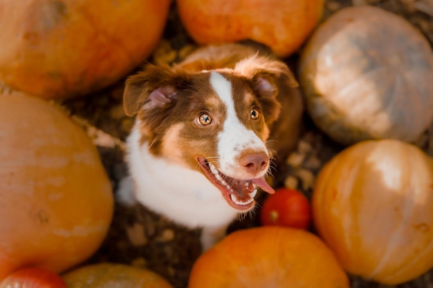 Un perro en un montón de calabazas.