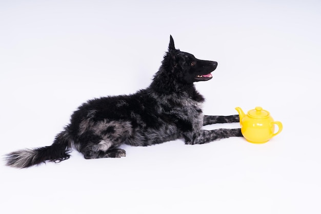 Perro mudi acostado sobre fondo blanco de estudio junto a la tetera de cerámica calada