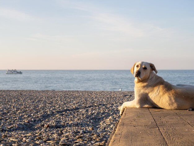 El perro en el muelle mira la puesta de sol El perro está tomando el sol