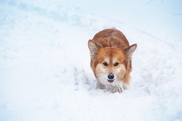 Perro mullido Corgi en el exterior. retrato de cerca en la nieve. caminar en invierno