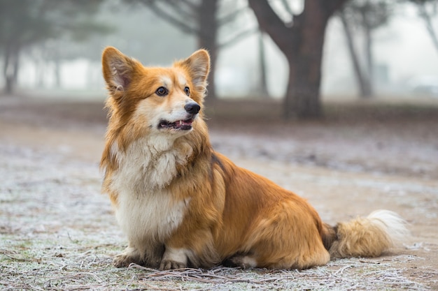 Perro mullido Corgi en el exterior. retrato de cerca en la nieve. caminar en invierno