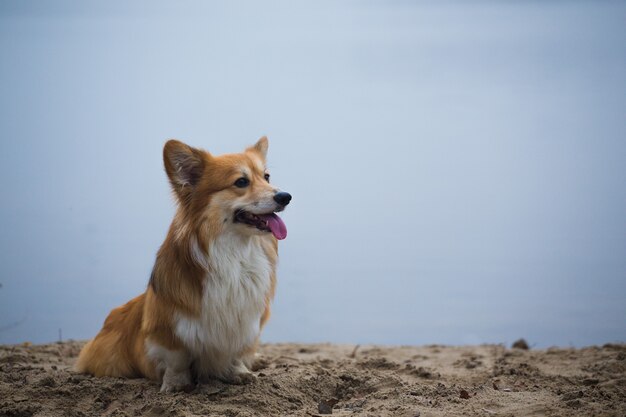 Perro mullido Corgi sentado en una playa de arena