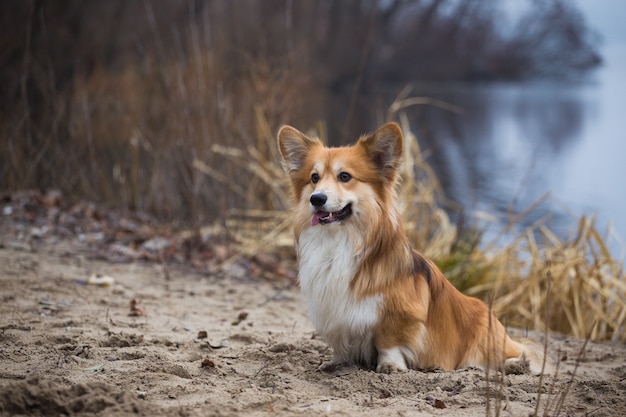 Perro mullido Corgi sentado en una playa de arena