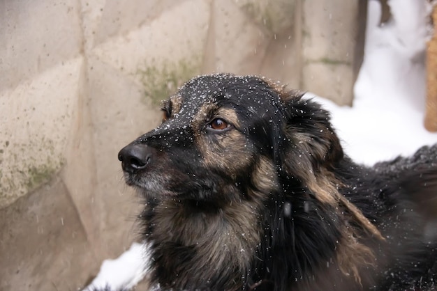 Perro mullido negro en el primer plano de la nieve