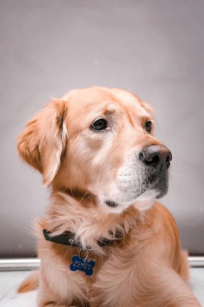 Perro muy lindo y dulce, golden retriever