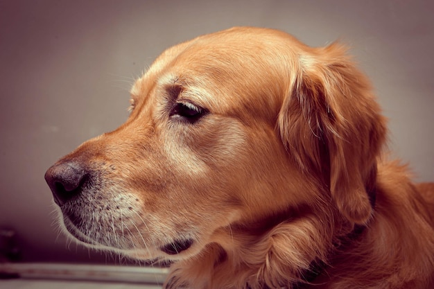 Perro muy lindo y dulce, golden retriever