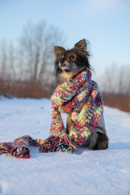 Foto un perro muy obediente realiza la orden de sentarse