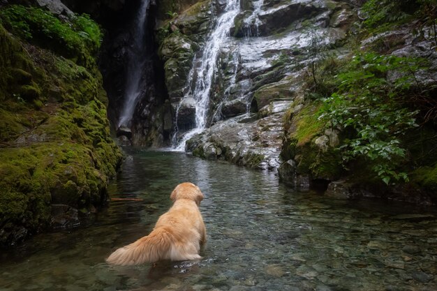 Perro nadando en el agua cerca de una vista de una cascada durante un día de niebla