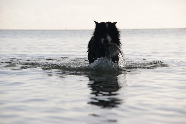 Foto perro nadando en el mar