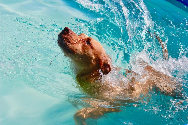 Foto perro nadando en la piscina