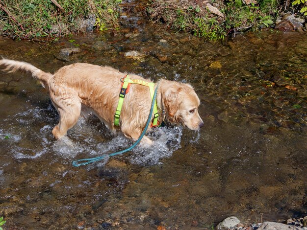 perro nadando en el rio