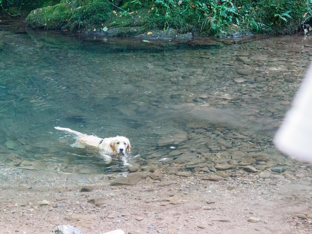 perro nadando en el rio