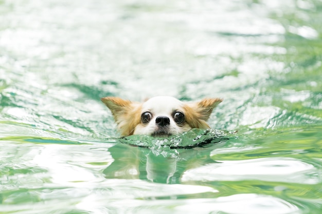 Foto perro está nadando