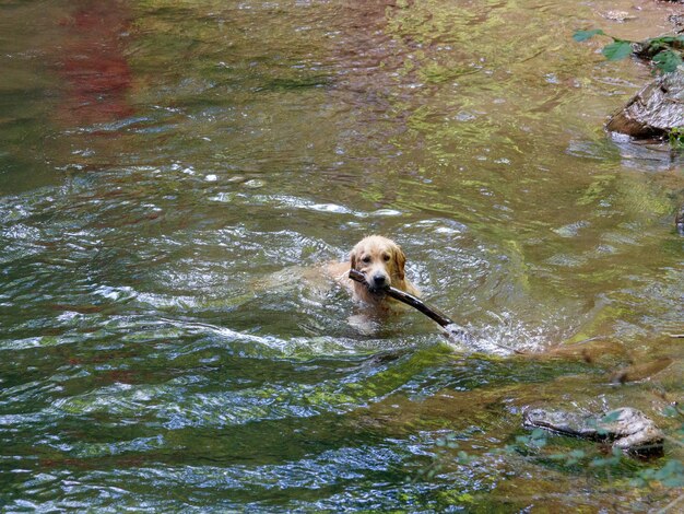 Foto perro de la natación