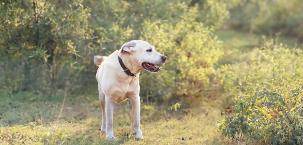 Perro en la naturaleza primaveral Labrador retriever contra árboles florecientes