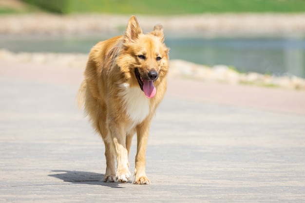 Un perro en la naturaleza