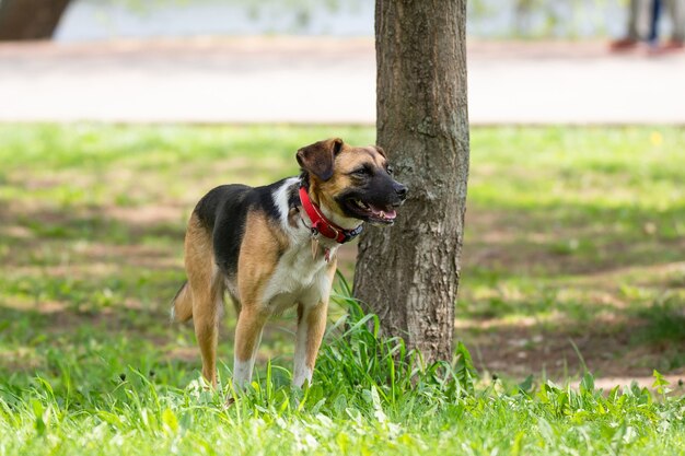 Un perro en la naturaleza