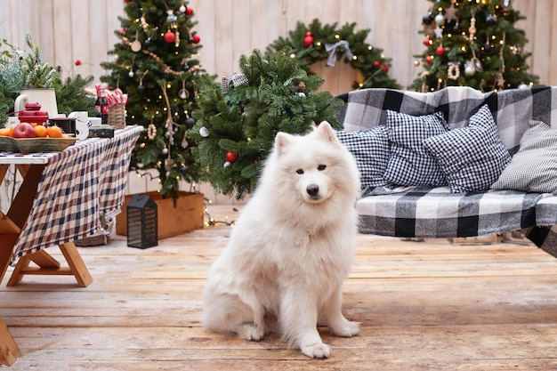 Perro de Navidad Decoración de fondo al aire libre Celebración Año Nuevo y Navidad Vacaciones de invierno