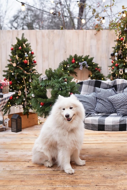 Perro de Navidad Decoración de fondo al aire libre Celebración Año Nuevo y Navidad Vacaciones de invierno