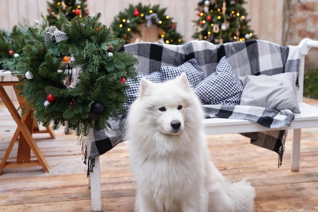 Perro de Navidad Decoración de fondo al aire libre Celebración Año Nuevo y Navidad Vacaciones de invierno