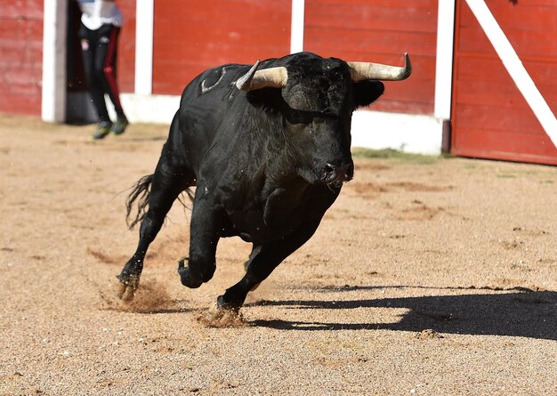 Foto perro negro al aire libre